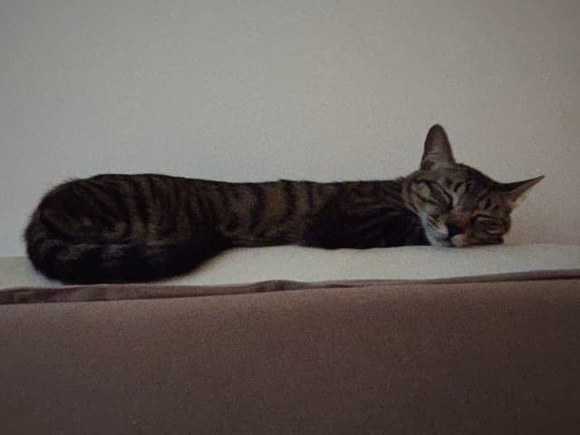 一条猫