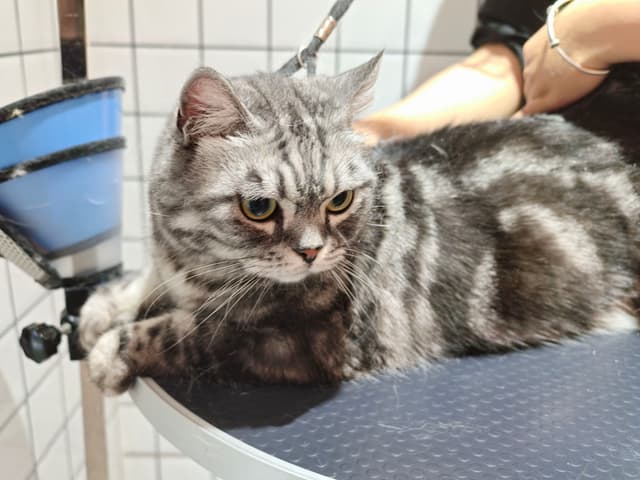 带清猫洗澡
