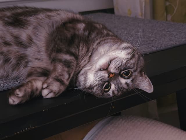 清猫撒娇