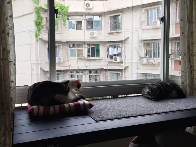 孤立