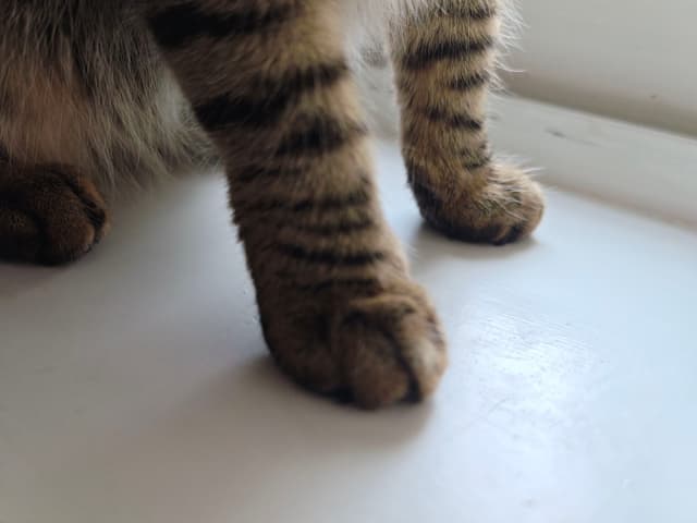 狸脚