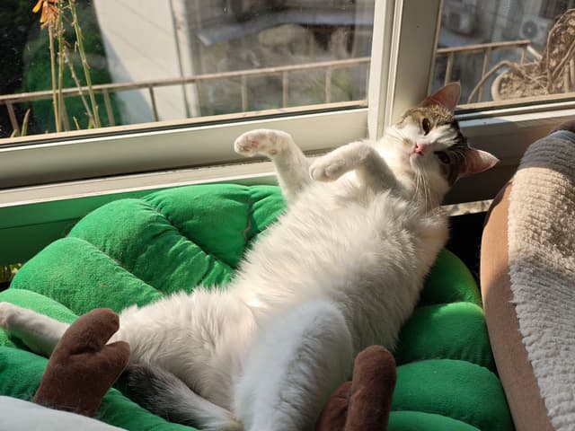 焦焦晒太阳