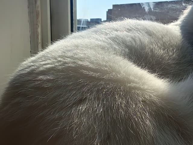 焦焦晒太阳