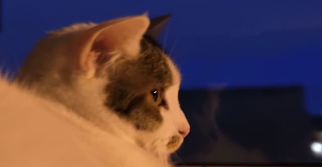 蓝调